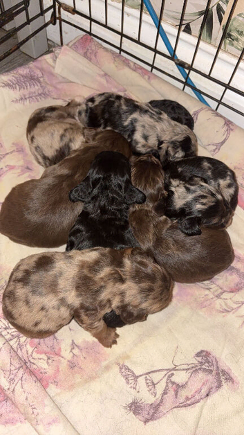 Cocker spaniel puppies