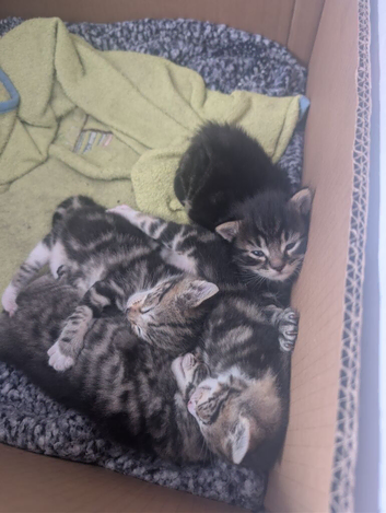 4 cute kittens for sale