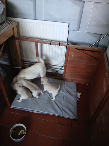 Full pedigree pug pups
