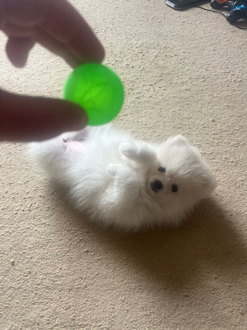 Your new Pom friend waiting for you