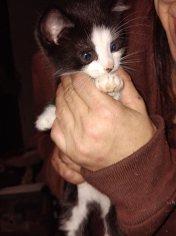 8 week old kittens for sale
