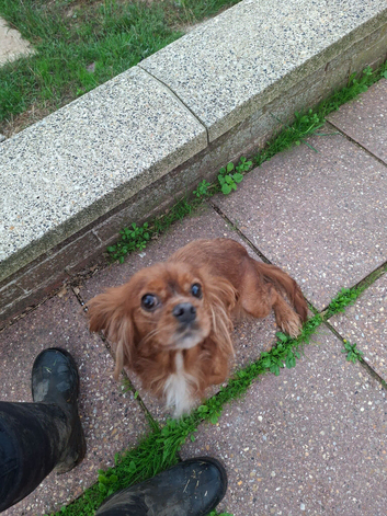 Kc registered female