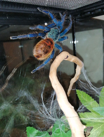 Female GBB and full set up