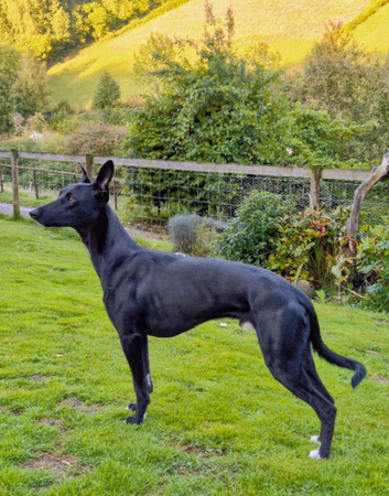 Lurcher Stud Available