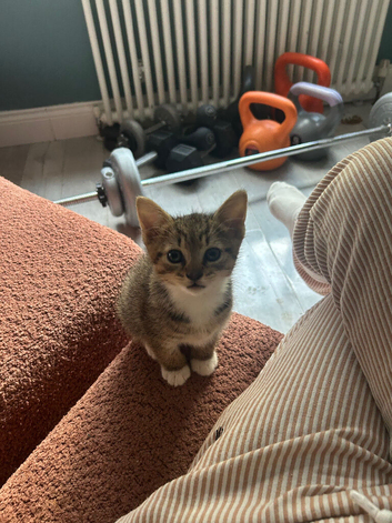Beautiful boy ready for new home