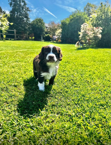 Cocker spaniel x chihuahua