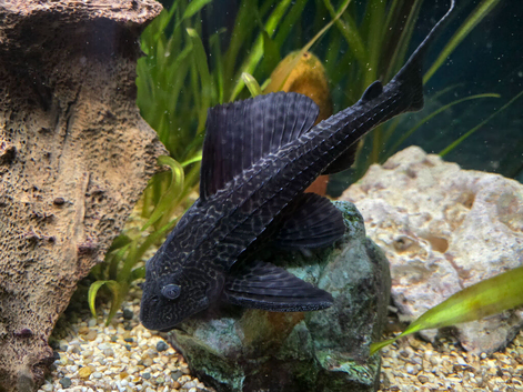 Common plec , tank cleaner , sucker fish