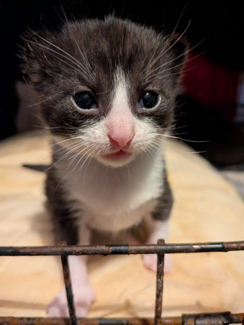 Kittens