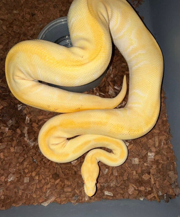 Urgent female Phantom YB Enchi Albino royal ball python