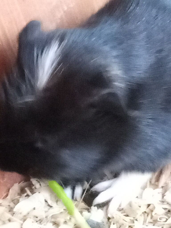 Guinea pigs for sale