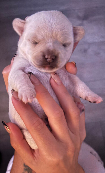 French bulldog x chihuahua puppies