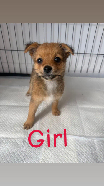 Norfolk terrier x Pomeranian 3 LEFT