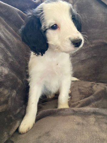 Beautiful cockapoo puppies