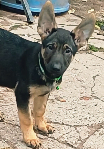 Adorable German Shepherd Puppies