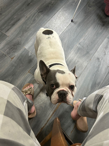 Male French bulldog