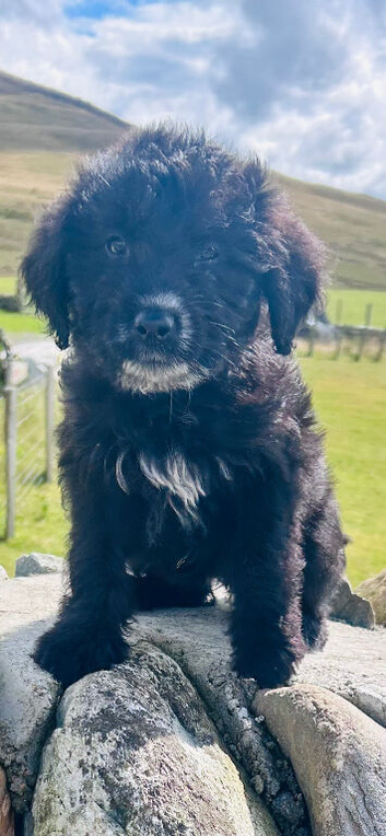 7 Lovely borderdoodle puppies