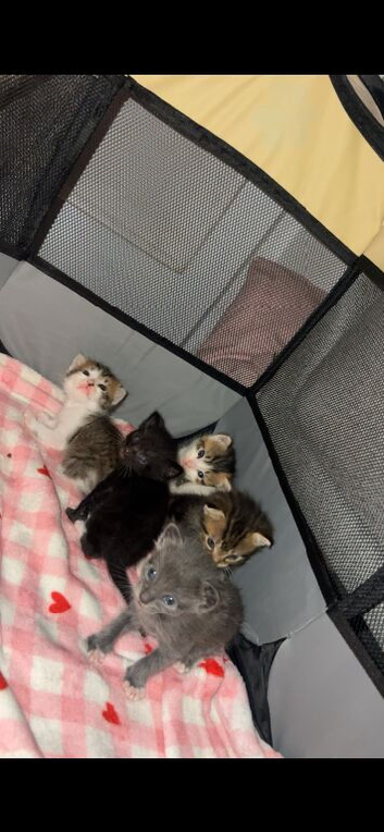 Kittens