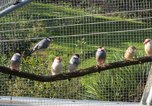 Java sparrows and zebra finches