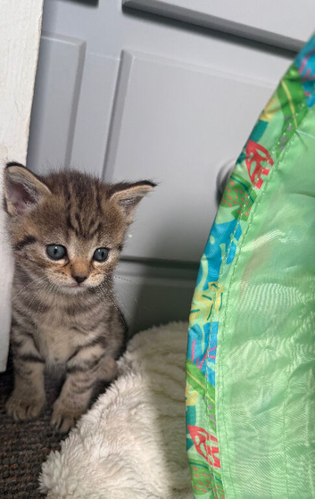 British shorthair mixed