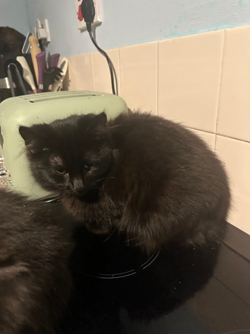 Male cat