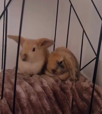 Half mini lop rabbits