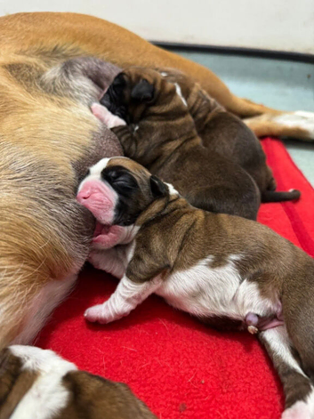 Red boxers pups for sale