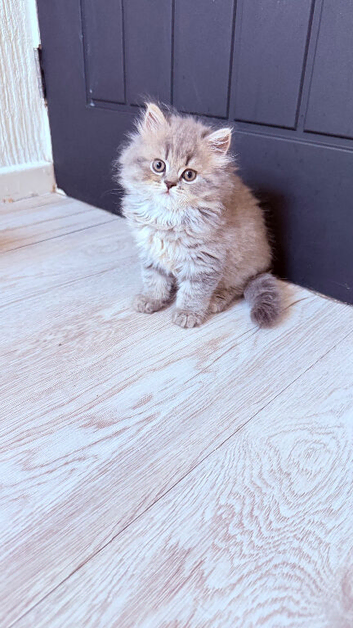 Scottish straight kittens