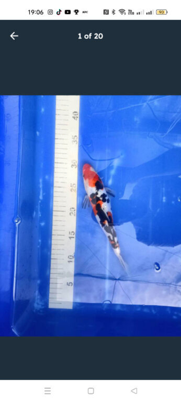 Japanese koi