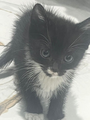 Kitten