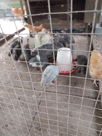 Guinea keets