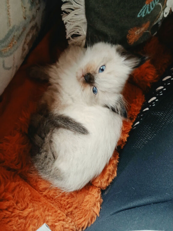 Ragdoll kittens