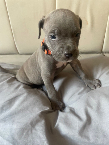 Blue coat blue eyes cane corso cross