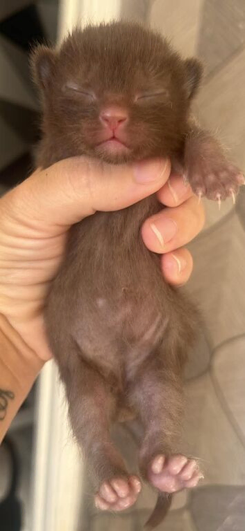 3 gorgeous kittens 2x boys 1 girls