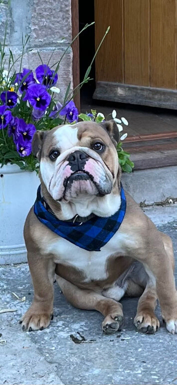 Eric the English Bulldog