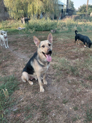 ARES &ndash; The Noble Soul Who Never Gave Up ️