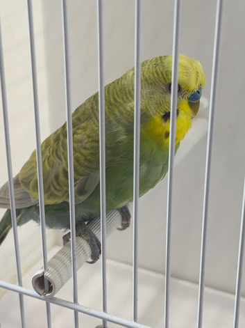 RING NUMBER 30 RAINBOW COCK BUDGIE RED RING 2024 BRED