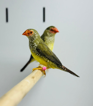 Star finch