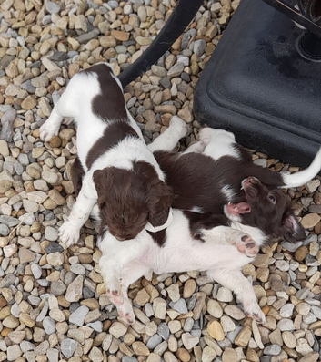 Gorgeous English Springer Spaniel Puppies