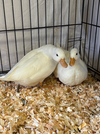Pair of white call ducks