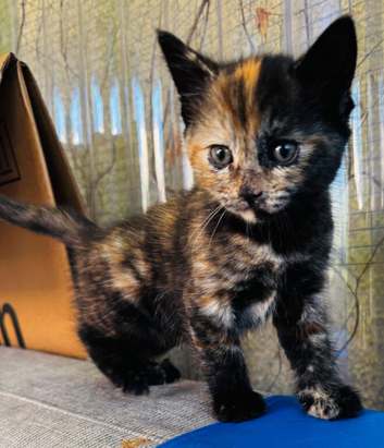 5 kittens for sale