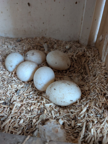 Hatching eggs