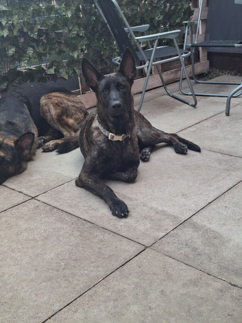 German shepherd cross dutch female