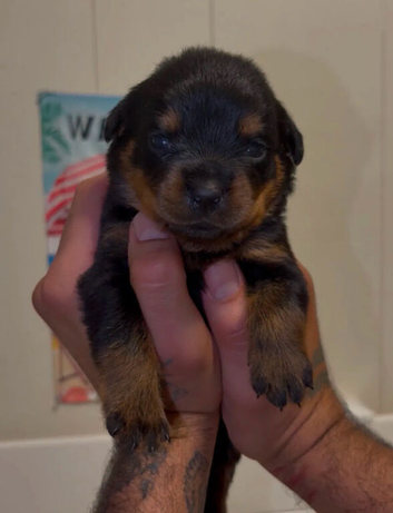 4 beautiful pups