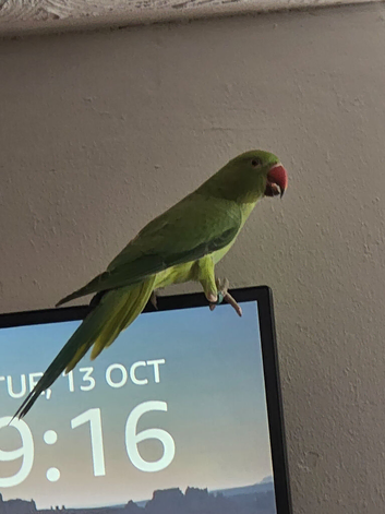 Female indian ringneck