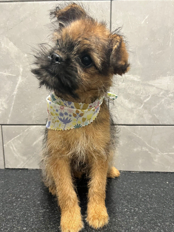 Super cute male puppy