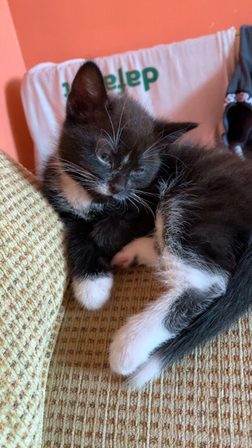 3 kittens