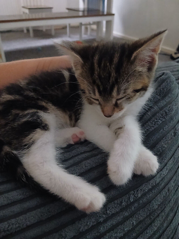 4 beautiful kittens for sale
