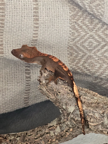 Crested Gecko