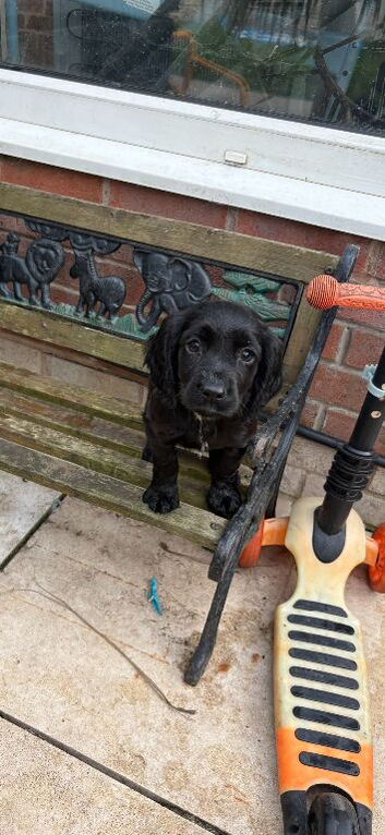 Working sprocker puppies