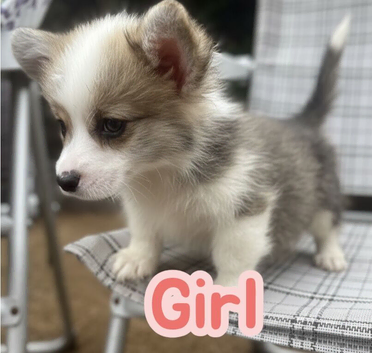 Show quality Pembrokeshire corgi READY!!!